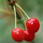 cherries-growing