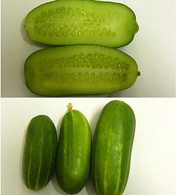 огурец, cucumber