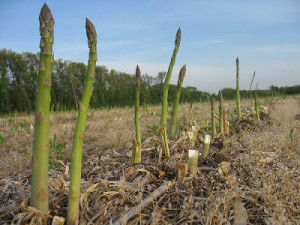 спаржа, asparagus