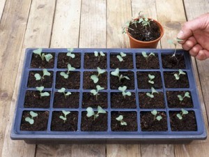 cabbage seedlings