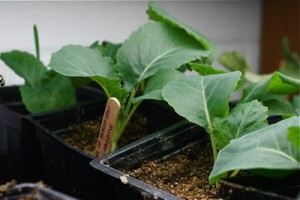 cabbage seedlings