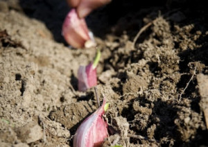 чеснок, garlic