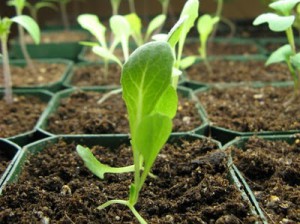 winter lettuce