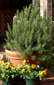 rosemary, розмарин