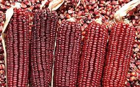 красная кукуруза, red corn