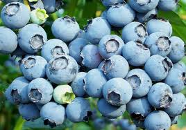 голубика, blueberry