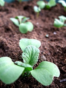 редис, radish