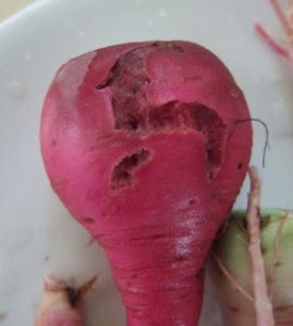 редис, radish