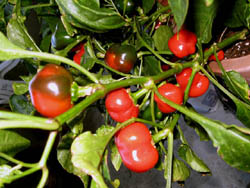 cherry_pepper_small