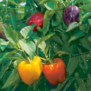 bell pepper, перец