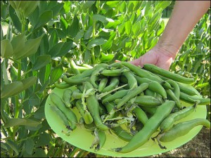 broad beans, бобы 