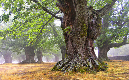 Centuries trees